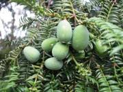 Torreya grandis Fort